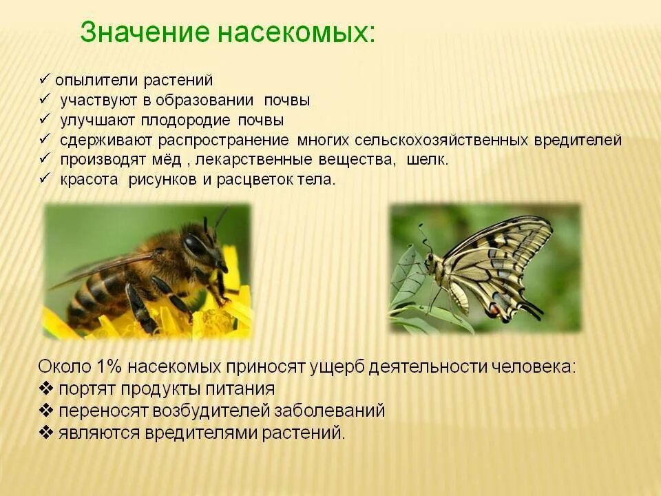 Значение насекомых. Роль насекомых в природе и жизни. Многообразие насекомых. Значение насекомых в природе. Какие отношения между крапивницей и пчелой