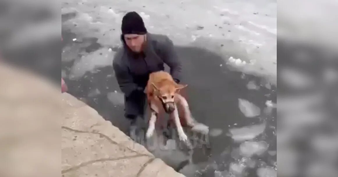 Спас собаку из ледяной воды. Собаки в парках. Собака спасает своего щенка.