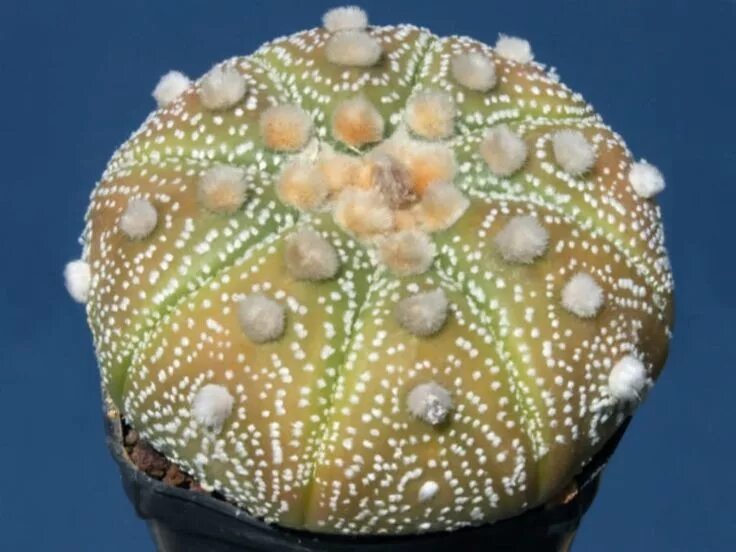 Astrophytum asterias. Астрофитум asterias. astrophytum asterias kabuto. астрофитум астериас ooibo.