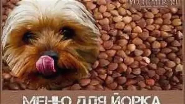 Меню щенка йоркширского терьера. Еда для йоркширского терьера. Натуралка для йорка. Питание собак натуральной пищей. Натуралка для йорка.