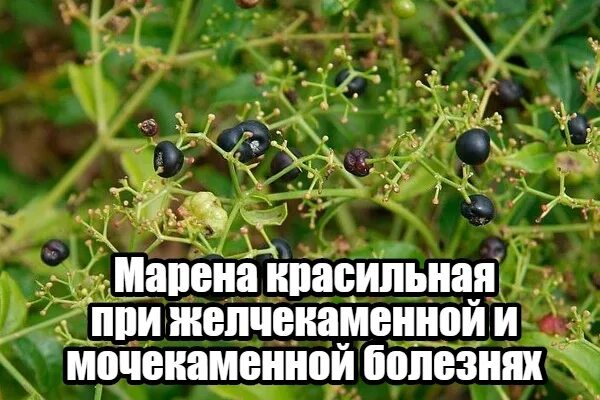 Марена красильная. Марена красильная 5 букв сканворд. Марена красильная цвет. Марена сердцелистная. Травы вызывающие галлюцинации.