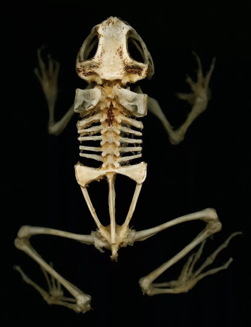 Череп амфибий. Кости черепа лягушки. ceratophrys скелет. бесхвостые земноводные скелет. скелет бесхвостых амфибий.