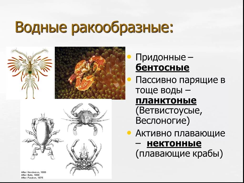 Приведите примеры ракообразных. Многообразие ракообразных. Бентосные ракообразные. Бентосные беспозвоночные. Бентосные ракообразные примеры.