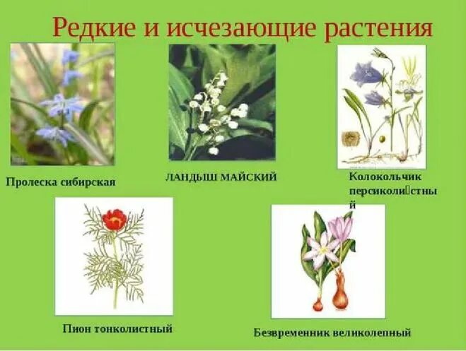 Список редких растений