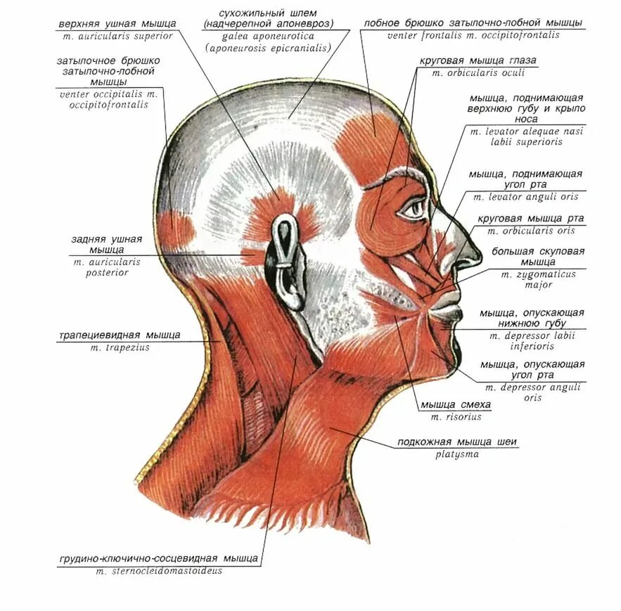 Затылок описание. Мимические мышцы головы и шеи сбоку. Мышцы лица и шеи вид сбоку. Мышцы головы и шеи анатомия. Мышцы лица анатомия вид сбоку.