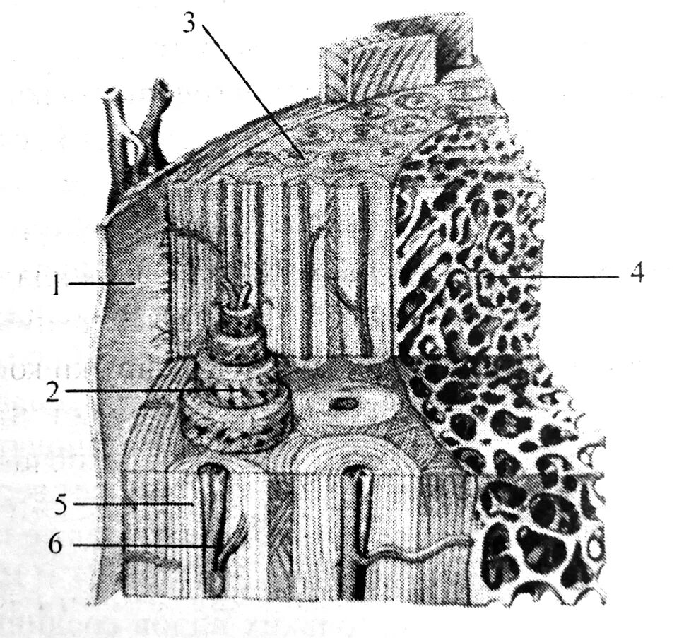 На рисунке изображено строение кости. Компактное вещество кости остеоны. Строение кости человека Остеон. Микроскопическое строение компактного вещества кости. Строение костей микроскопическое строение кости.