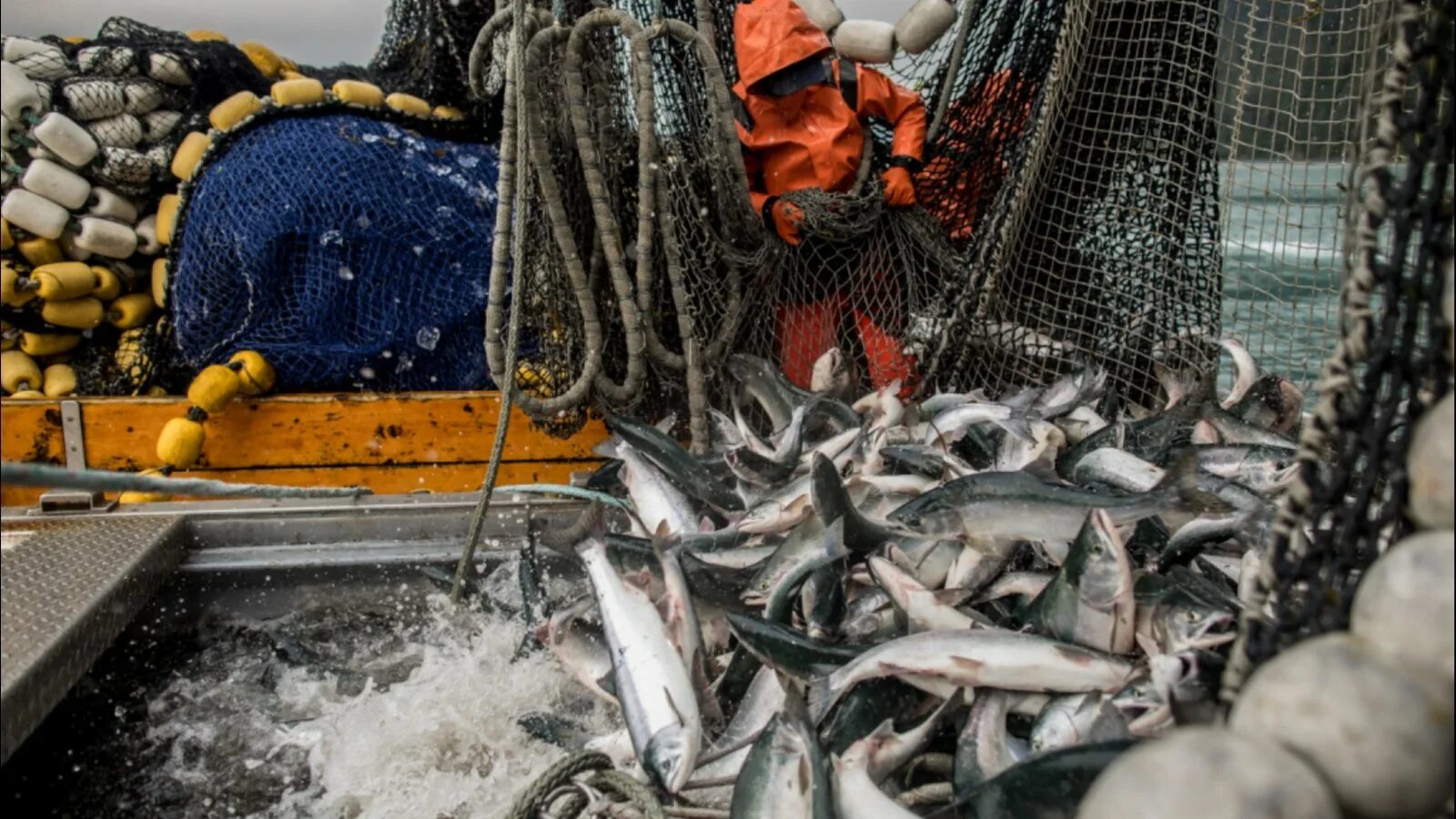 Промышленное рыболовство. Добыча рыбы. Вылов рыбы. Добыча рыбы и морепродуктов.