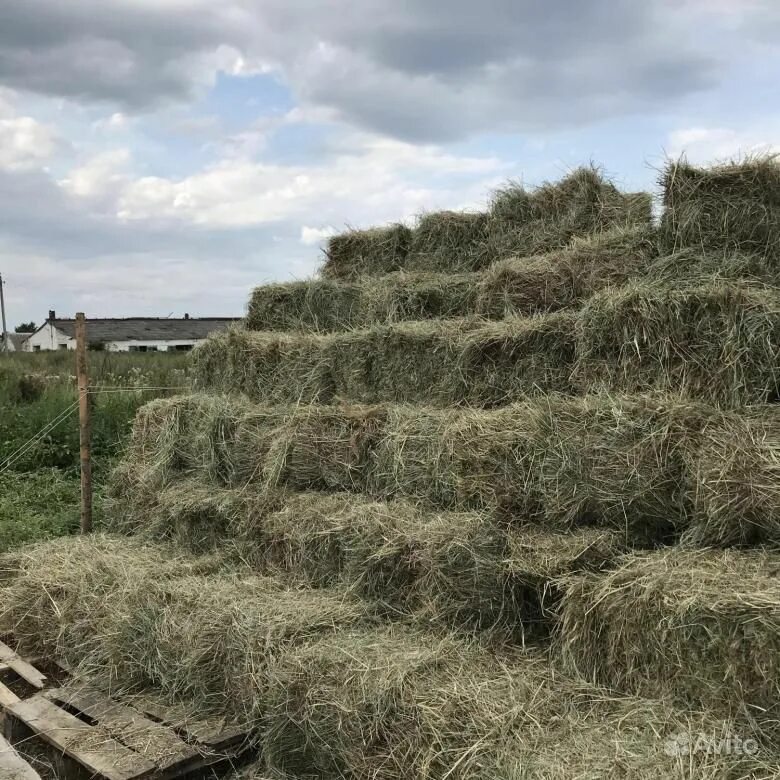 Сено в тюках. Сено в квадратных тюках. Сенокос тюки. Квадратные тюки сена. Сено квадратные тюки