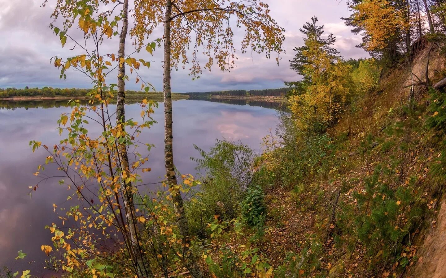 Осенние березы река Ветлуга. Осень береза у реки. Волга река Березка. Река Ухра осень. Рыба березка