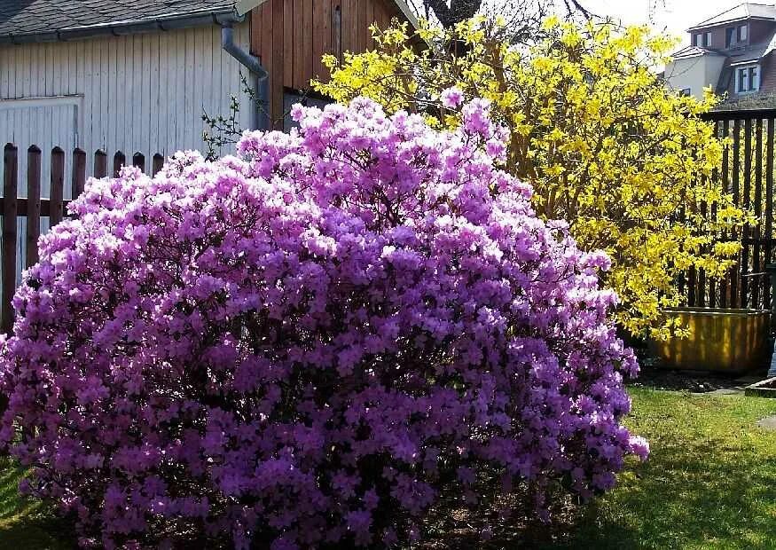 Цветущие кустарники зимостойкие названия фото. Рододендрон 'praecox'. Рододендрон прекокс. Рододендрон фиолетовый куст. Фиолетовый кустарник рододендрон.