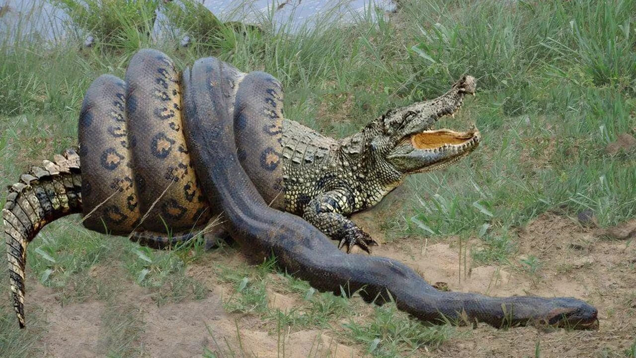 Гребнистый крокодил и Анаконда. Анаконда против крокодила.