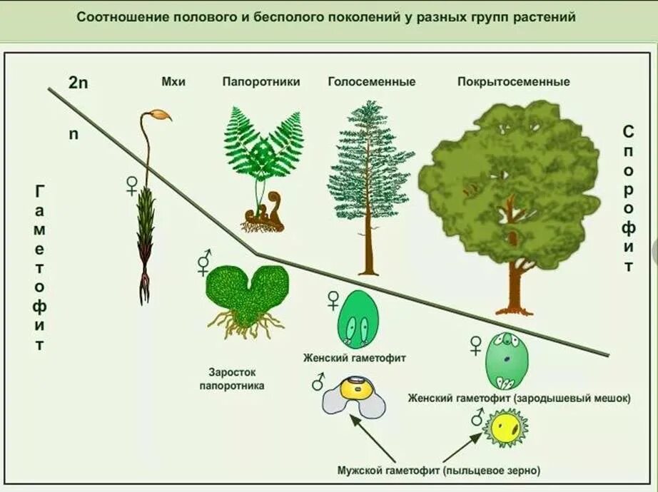 Спорофит какое поколение