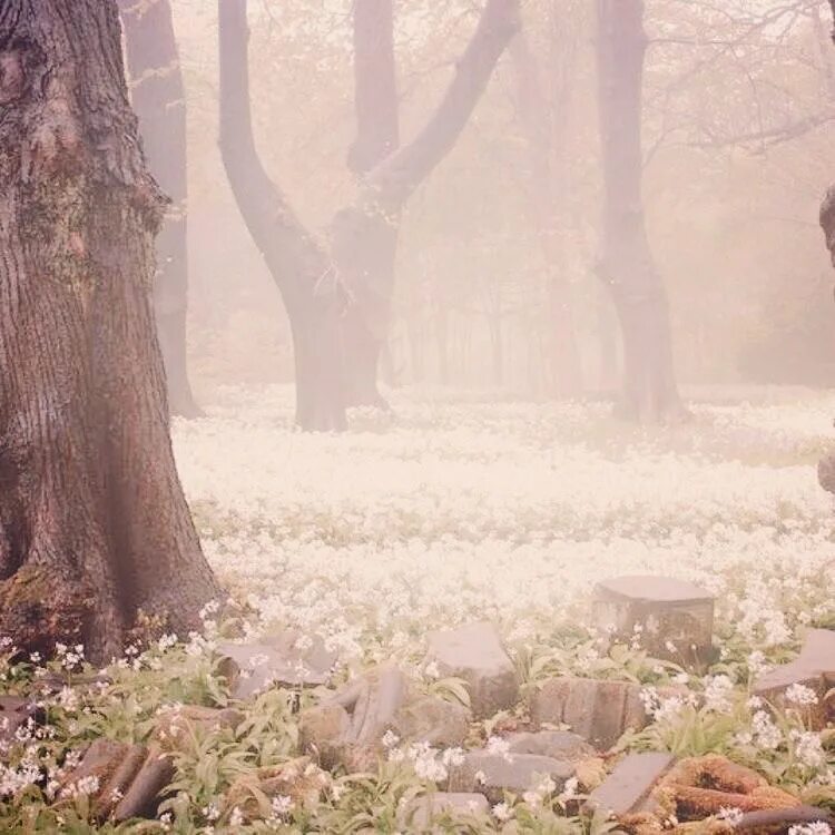 Spring aesthetic. Ethereal aesthetic. Spring place aesthetic. Fairy aesthetic. Песня организм нежное это