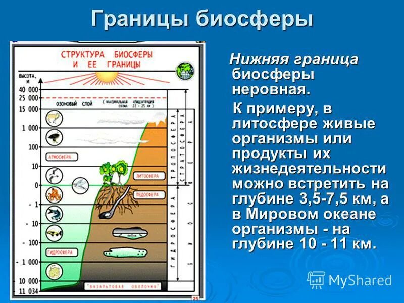 Где располагается верхняя граница биосферы. Границы биосферы.