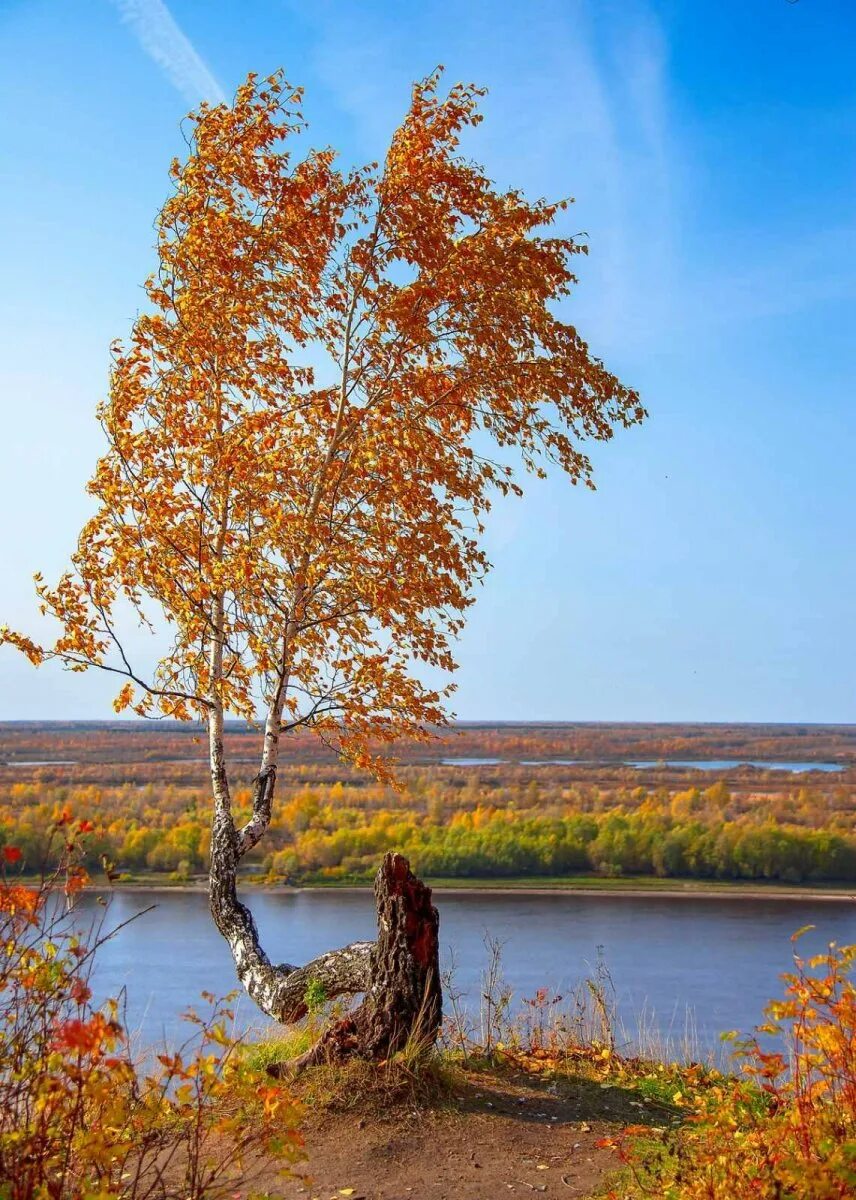 Кушнаренково осень березы. Осенняя береза. Береза осенью. Природа Сибири осенью. Березки октябрьский