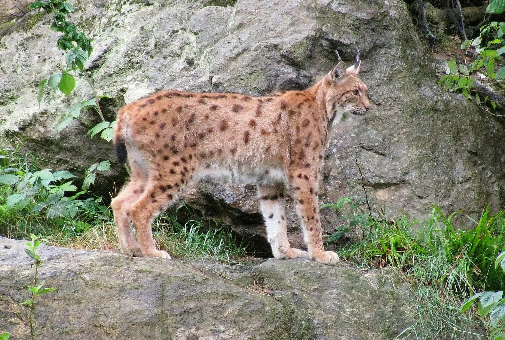 Рысь занесена в красную. Рысь Кавказская (Lynx Lynx dinniki Satunin, 1915).. Рысь в субтропиках. Кавказский заповедник Рысь. Кавказская Рысь Краснодарского края.