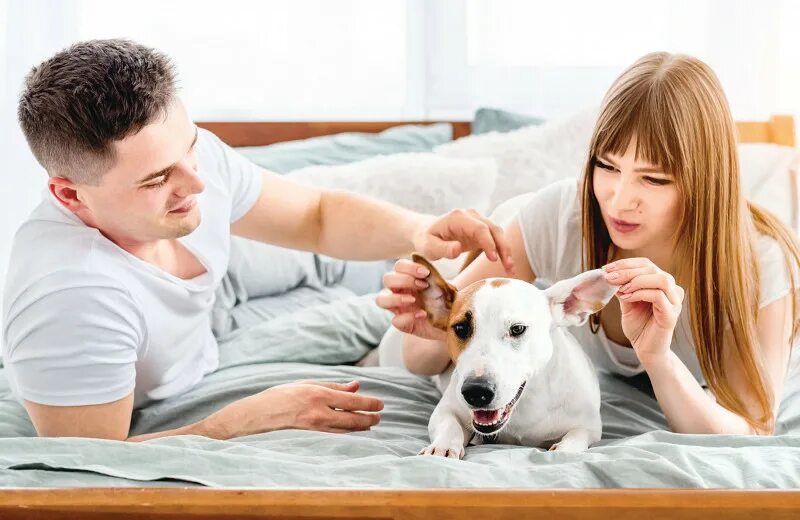 Petting men. The couple and the Dog in Front of the Sofa.