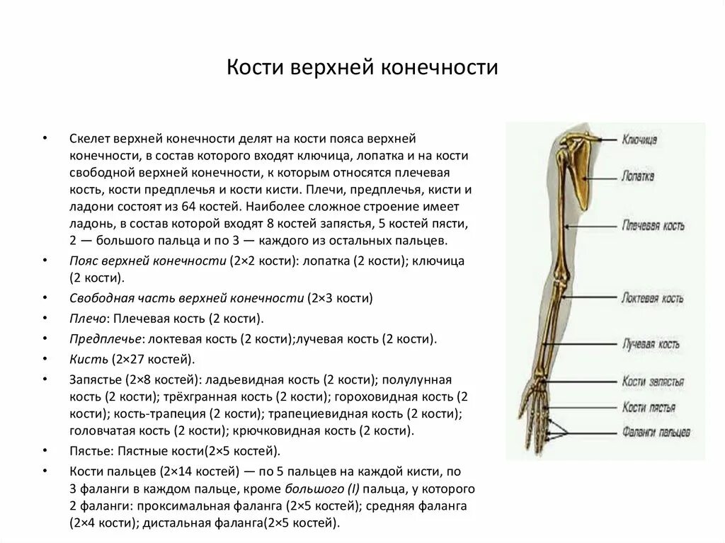 Анатомия кости верхней конечности. Строение пояса верхних конечностей анатомия. Верхние конечности отдела отдела скелета. Строение и соединение костей свободной верхней конечности. Строение скелета верхней конечности человека анатомия.