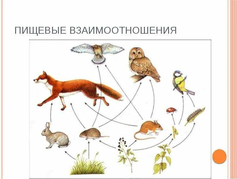 Пищевые связи схема 11 класс биология. Пищевые связи в лесу. Пищевые связи в экосистеме. Пищевые связи круговорот веществ. Пищевые связи в экосистеме презентация