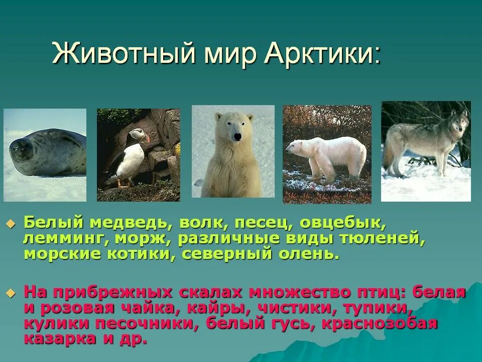 Какой зоне водятся белые медведи песцы лемминги. Животный мир Арктики. Животные и растения Арктики. Животный мир островной Арктики. Животный мир Арктики и растения.