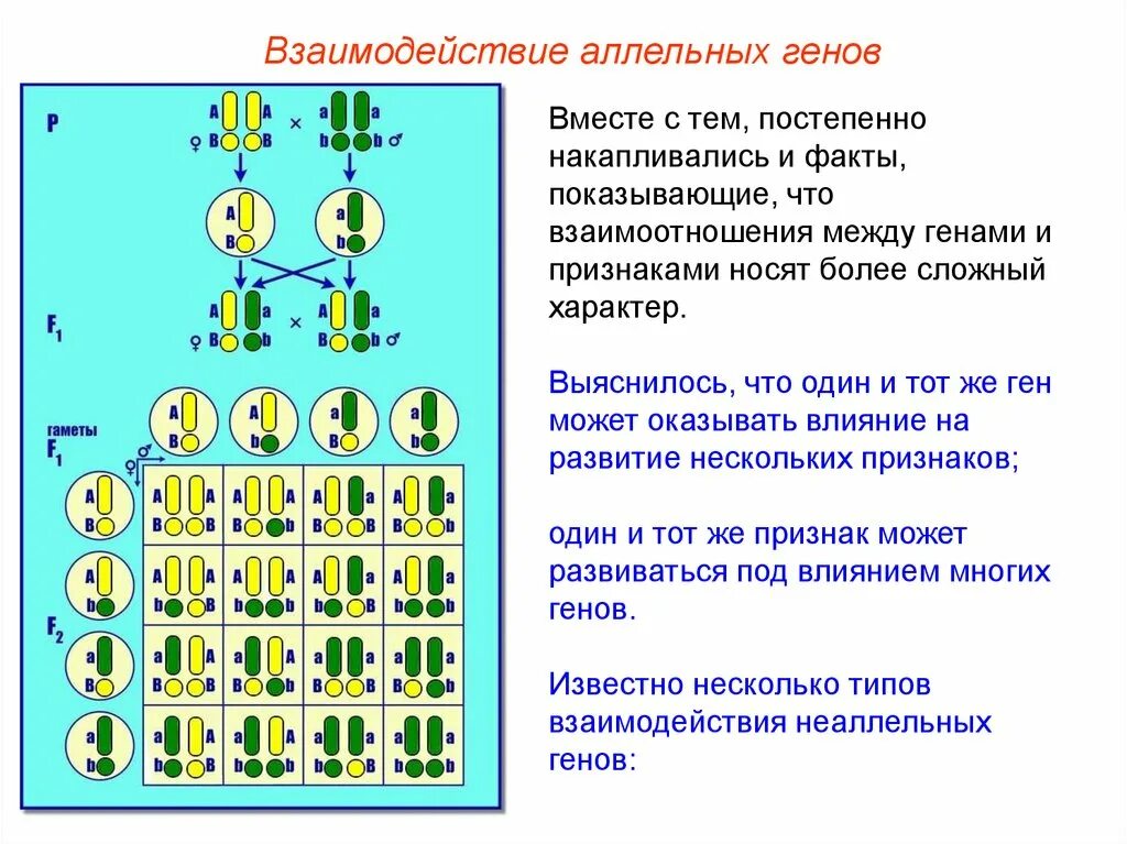 Где аллельные гены. Взаимодействие аллельных генов. Виды взаимодействия аллельных генов. Взаимодействие между аллельными генами. Аллельные и неаллельные гены.