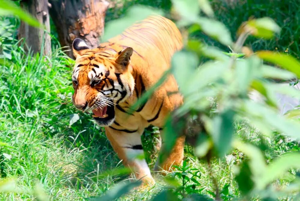 Тайгер видео. Бенгальский тигр Шерхан. Тигр атакует. Тигр в атаке.