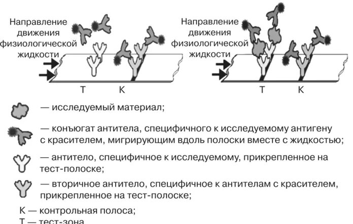 Иммунохроматографический метод исследования. Метод иммунохроматографического анализа что это. Иммунохроматографический метод исследования микробиология. Иммунохроматографический анализ схема.