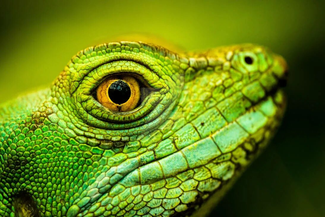 Игуана глаза. Ящерица. Морда рептилии. Желтые рептилии. Глаза пресмыкающиеся.