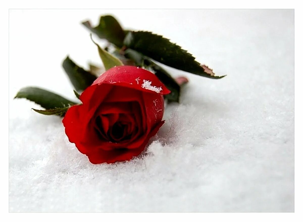 Розы зимой. Розы на снегу. Картинки розы красивые со стихами. Красивые стихи про розы.