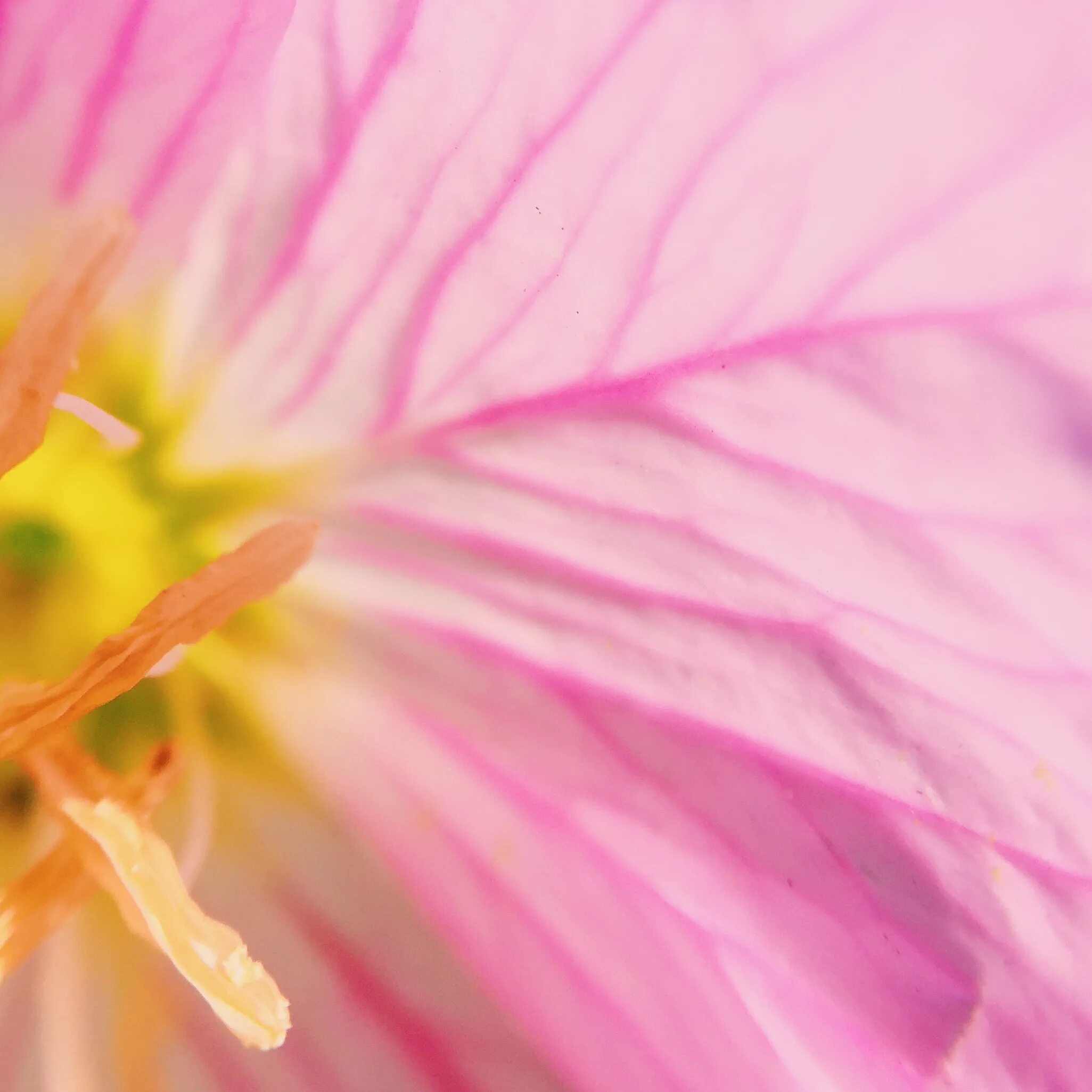 Розовая пыльца. Розовые цветы с пыльцой. Цветет голубая ель розовая пыльца.