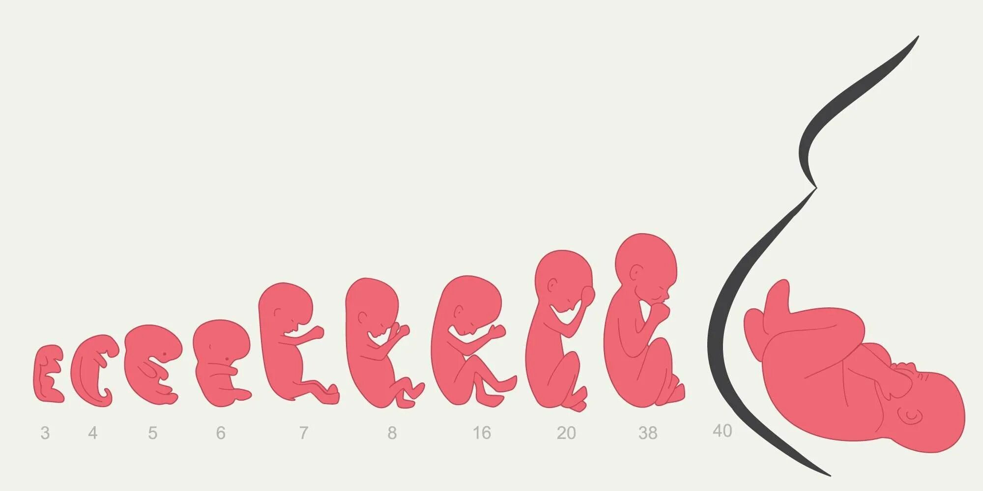 Беременность 1 9 месяцев. Ребенок в животе по неделям. Эволюция ребенка в утробе.