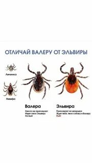 Клещ валера