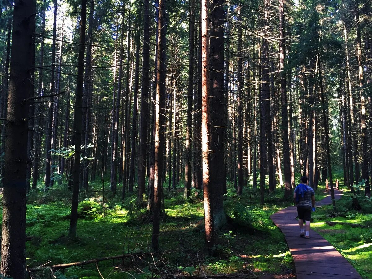 погода на неделю в комарово ленинградской. комарово (санкт-петербург). погода на неделю в комарово ленинградской. поселок комарово санкт петербург. погода на неделю в комарово ленинградской.