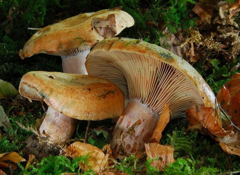 Рыжики польза. Lactarius sanguifluus. Lactarius Vinosus. Рыжик японский. Рыжик вид сверху.