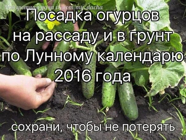 Садить огурцы в мае по лунному календарю. Посадка огурцов на рассаду. сажаем огурцы на рассаду. посадка огурцов в открытый грунт. посев огурцов в открытый грунт.