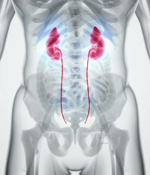 Более 80 100 работ на тему "Human Organ Placement": стоковые фото, картинки и из