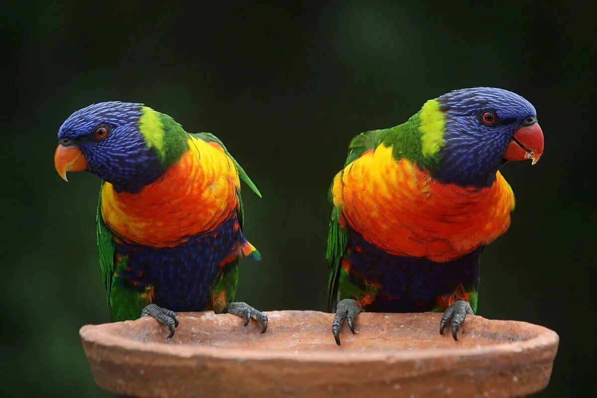 Большой цветной попугай. Многоцветный лорикет попугай. Радужный лорикет. Австралийский лорикет. Австралийский Радужный лорикет.