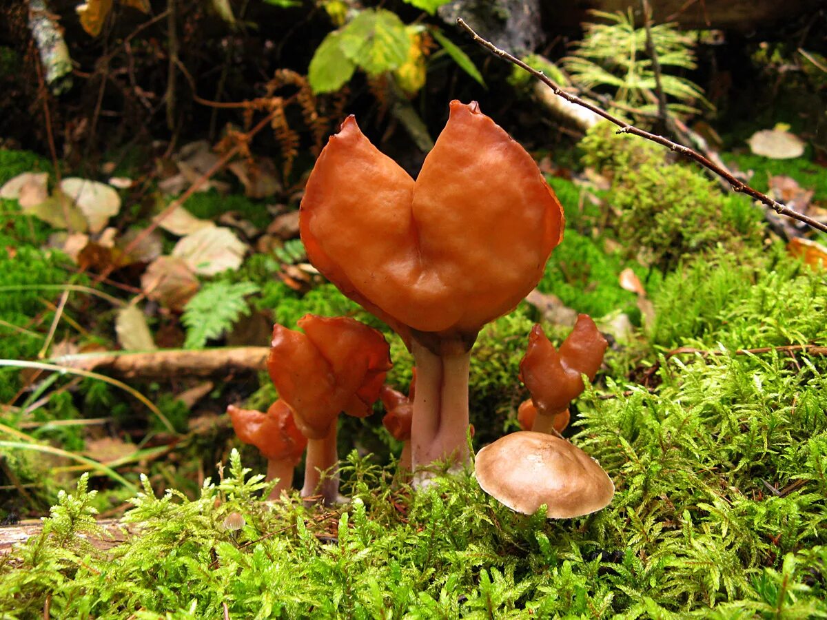 Строчок осенний. Строчок осенний. Строчки осенние грибы. Строчок осенний. Строчки осенние фото.