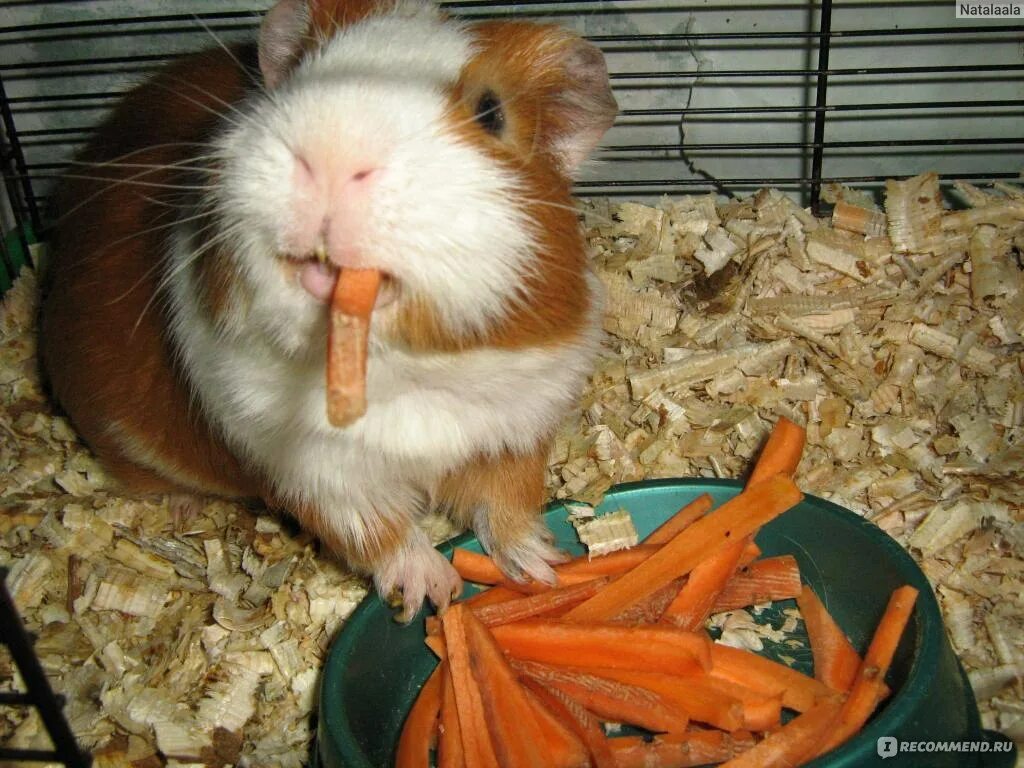 Можно ли свинкам салат. Что едят морские свинки. Морская Свинка с морковкой. Морская Свинка ест морковь. Морская Свинка ест огурец.