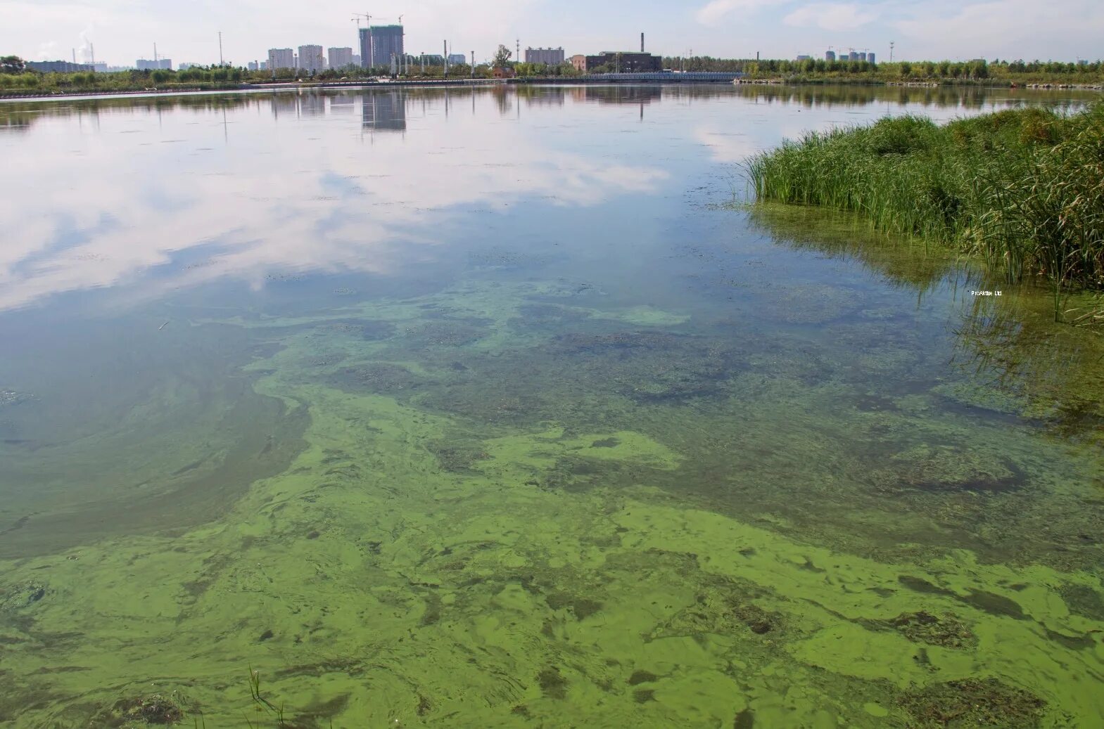 Загрязнение рек россии. Загрязнённые водоёмы в Челябинске. Экология водоемов. Загрязнение воды. Грязный водоем.