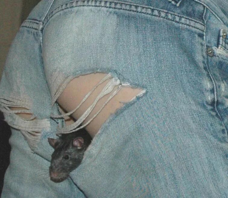 Мышь в штанах. Мышка в ширинке. Крыса в штанах.