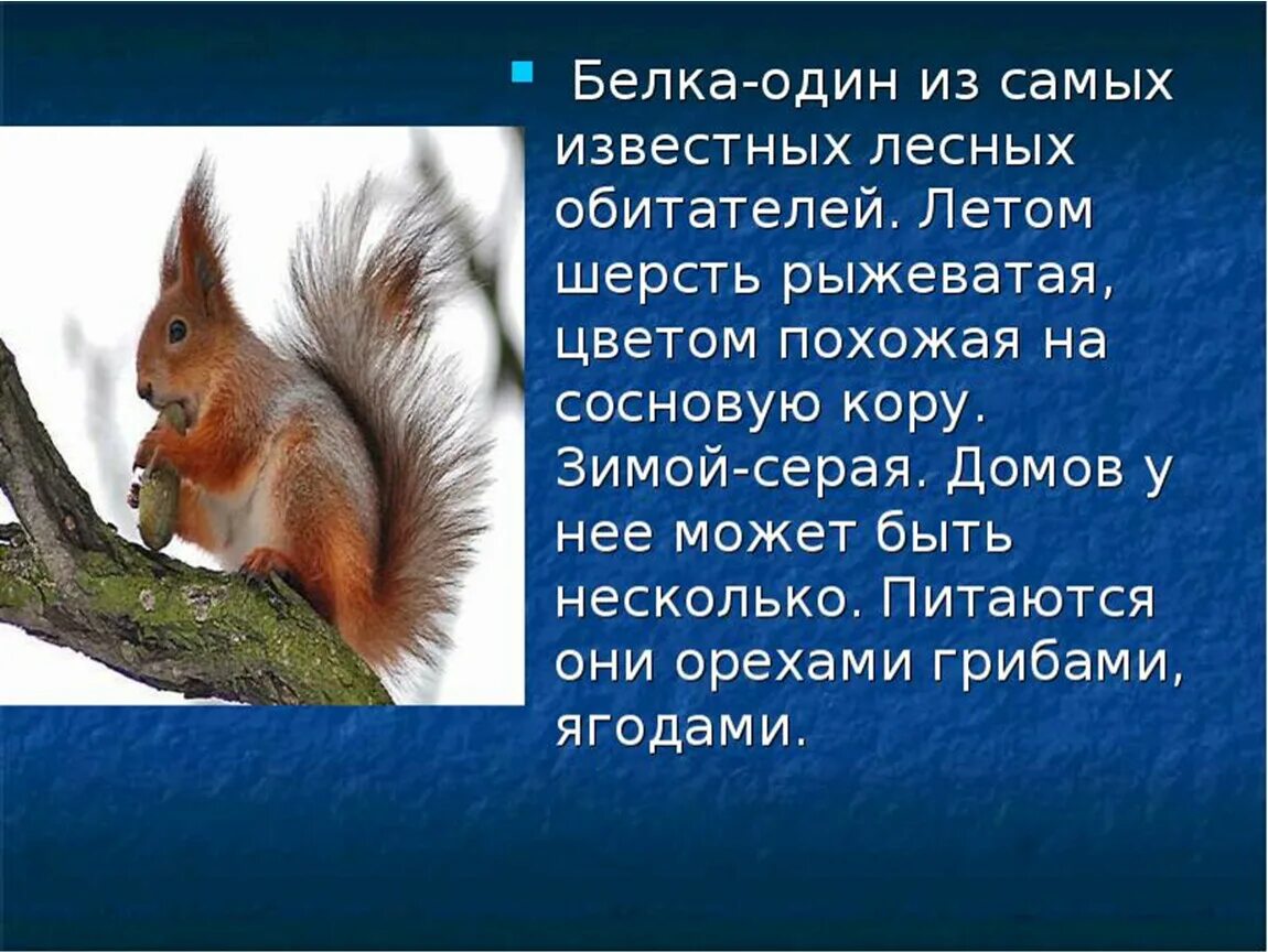 Текст белка 1 класс. Описание белки. Рассказ про белку. Доклад про белку. Сообщение о белке.