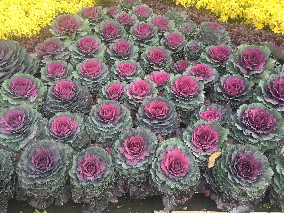 Pin de Lera en Topiary and the aesthetics of the garden