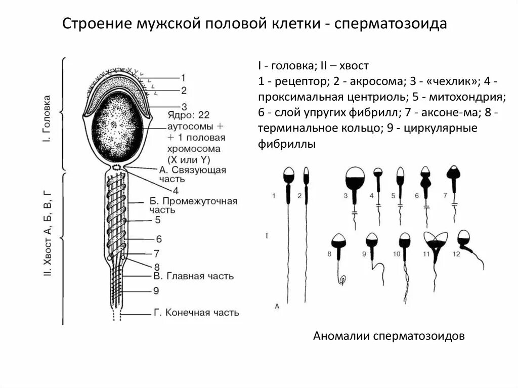 Строение спермия гистология. Сперматозоид строение Электроннограмма. Схема строения сперматозоида. Схема строения сперматозоида и яйцеклетки. Название женской половой клетки