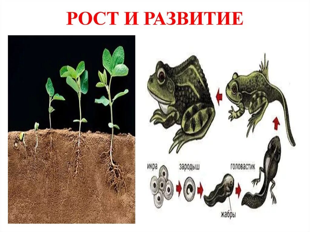 Рост и развитие. Развитие живых организмов. Рост организма. Рост и развитие примеры.