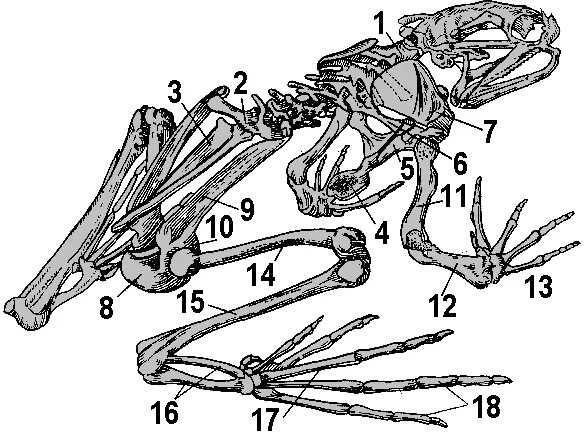 Отделы передней конечности лягушки. Скелет лягушки коракоид. Скелет лягушки подвздошная кость. Скелет земноводных коракоид. Скелет лягушки сбоку.