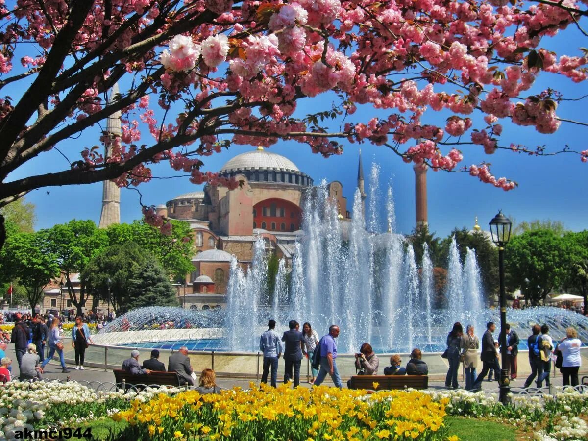 1 мая в турции. Стамбул на майские. May Hotel Sultanahmet Стамбул. Стамбул Турция в апреле. Магнолия в Стамбуле.