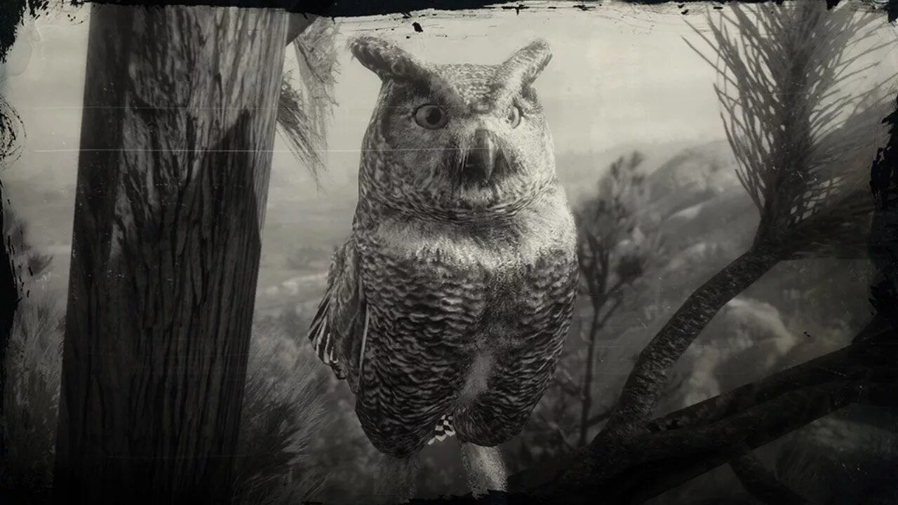 Алая сова 2. Rdr 2 Owl. Филин в рдр2. Сова зомби.