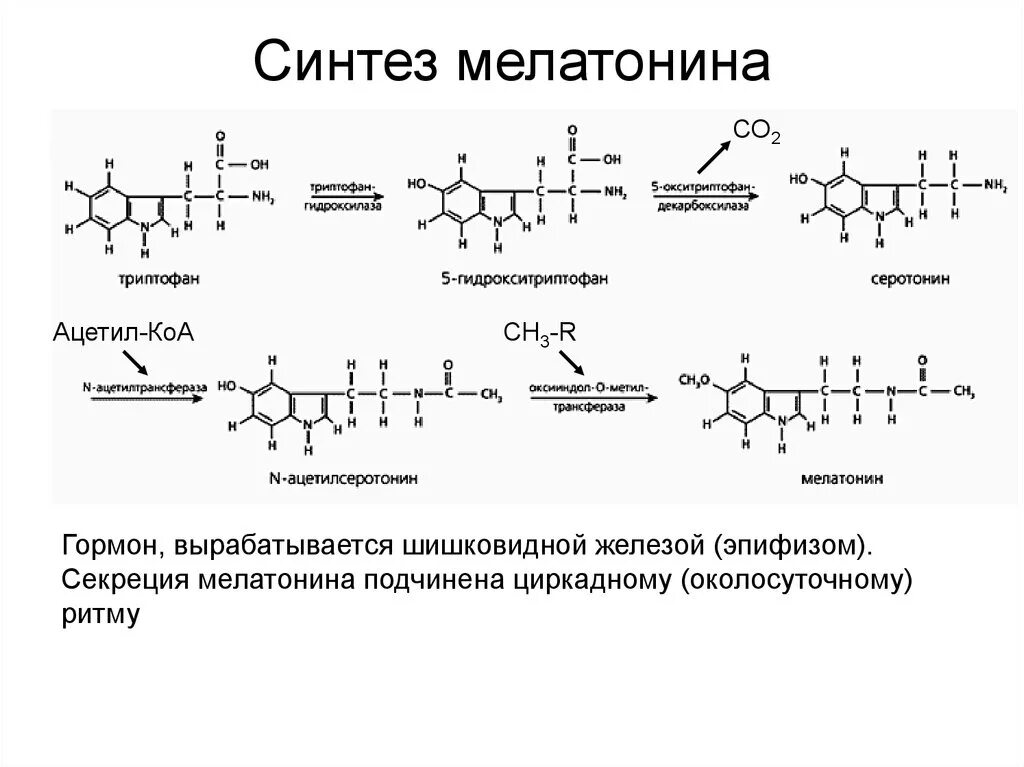 Синтез мелатонина. Схема синтеза меланина биохимия. Процесс синтеза мелатонина из триптофана. Синтез мелатонина из триптофана схема. Мелатонин Синтез из триптофана.