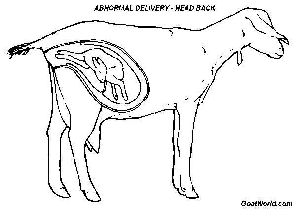 Расположение плода у козы. Строение беременной козы. Период беременности у коз. Животное определяющее беременность
